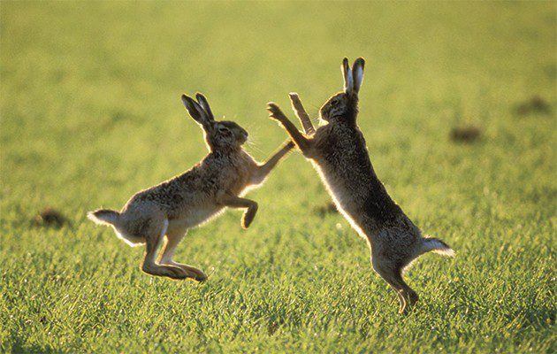 March Mad Hares
