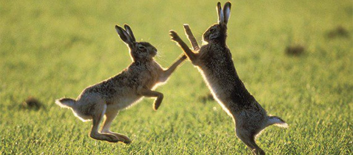 March Mad Hares