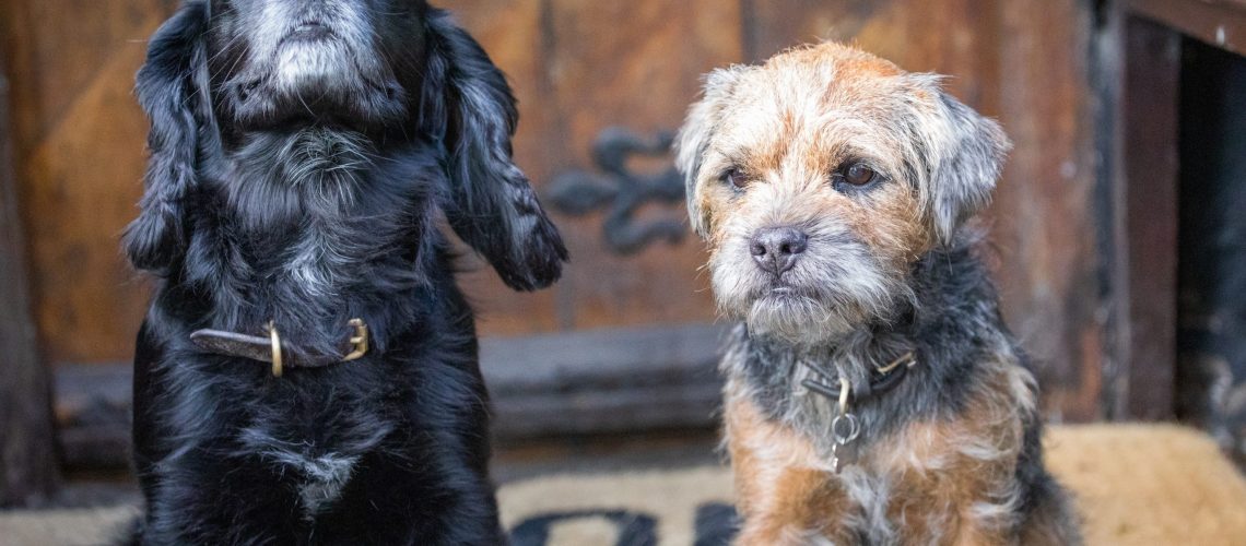 The West is a dog friendly country inn in north east wales and home to two resident pooches